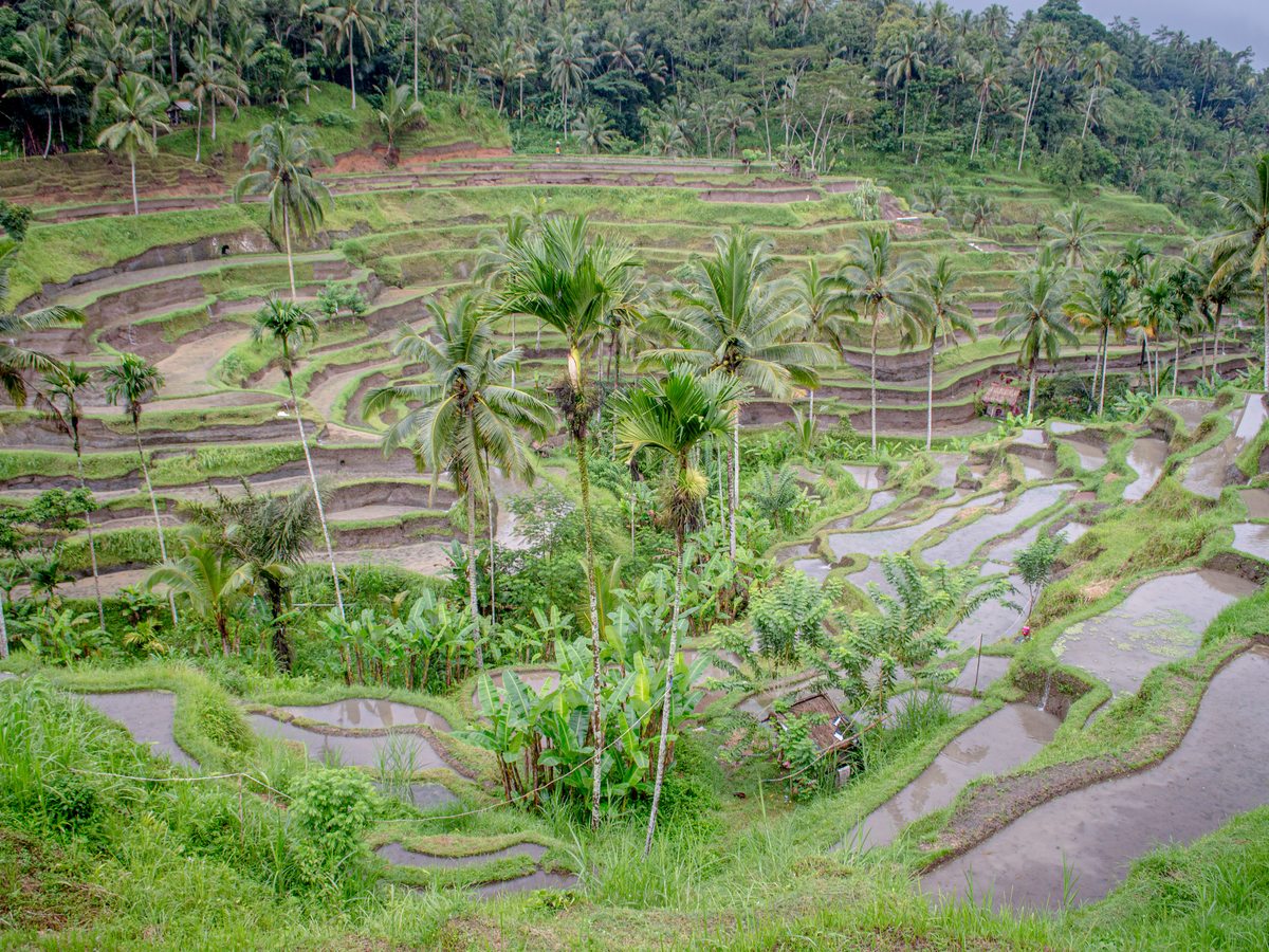 Tegallalang rice terraces in Bali